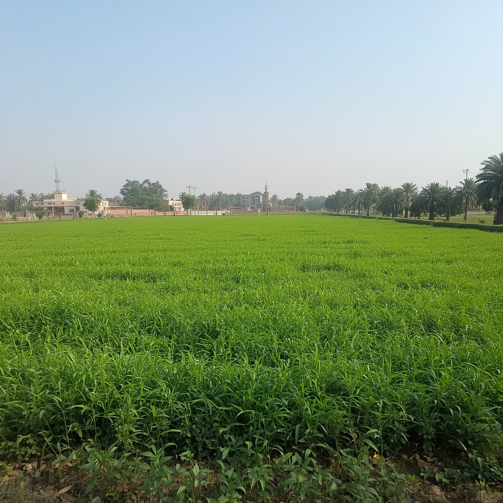 lucid origin generate most realistic image for desi of farm the image from sargodha city of p 0